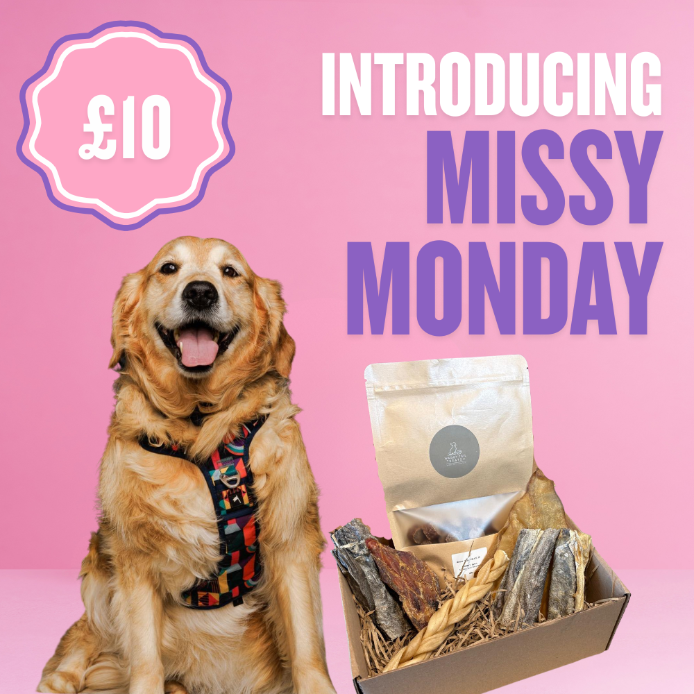 Dog with a box of treats and 'Missy Monday' branding on a pink background