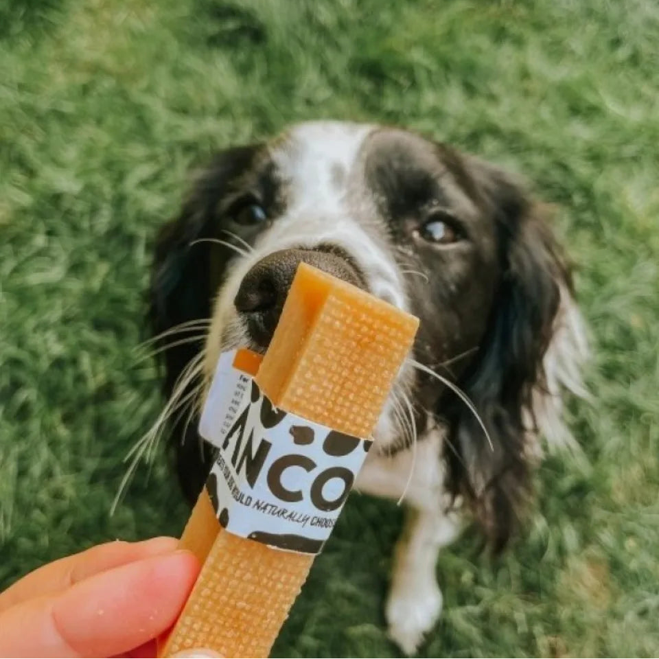 Dog holding a dog treat with 'Anco' branding in a grassy outdoor setting