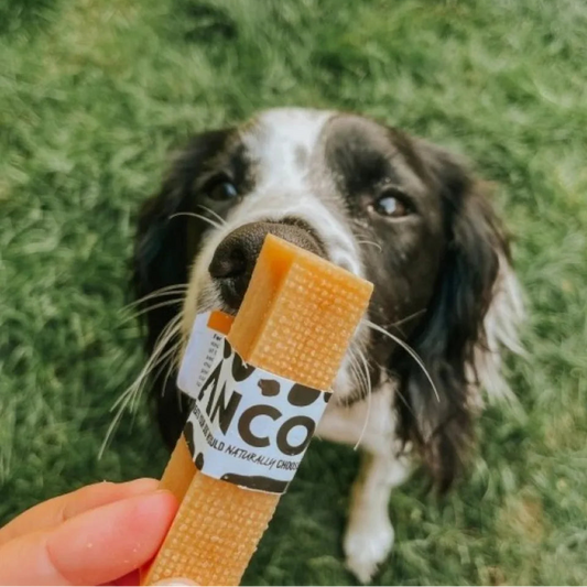 Dog holding a dog treat with 'Anco' branding in a grassy outdoor setting