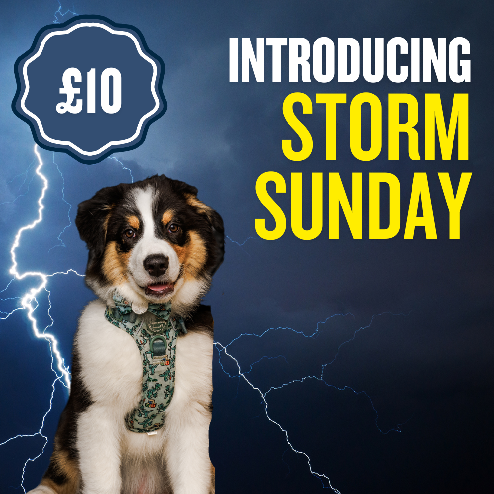 A dog wearing a green patterned harness sits against a dark stormy background with lightning bolts and large text reading 'INTRODUCING STORM SUNDAY' with a £10 badge.