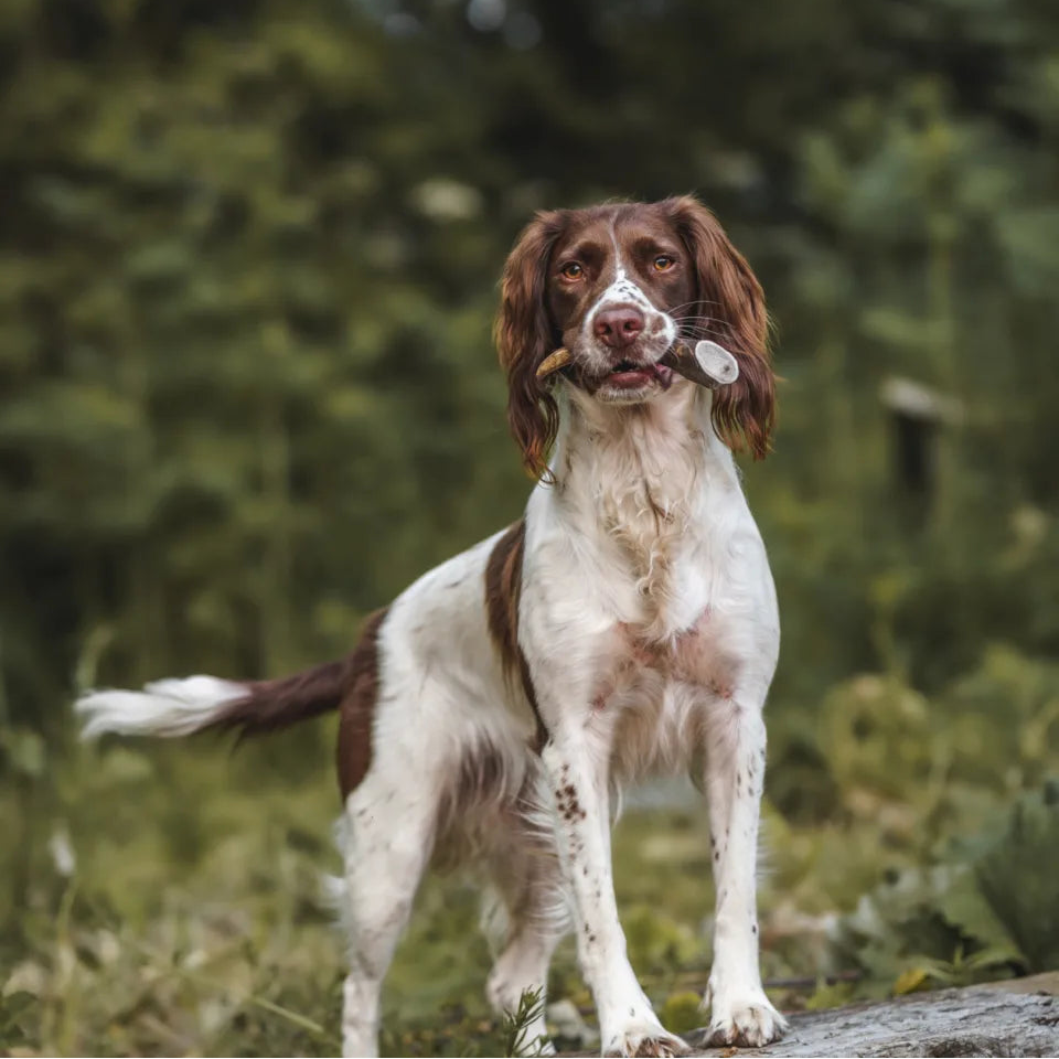 Dog with a collar standing outdoors in a natural setting holding a deer antler