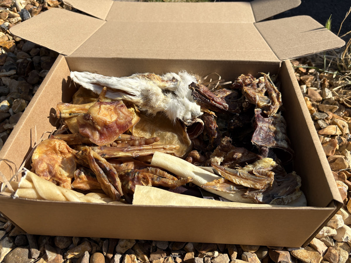A cardboard box filled with dried animal bones and fur pieces, photographed outdoors on a bed of small gray and tan pebbles in bright natural sunlight.