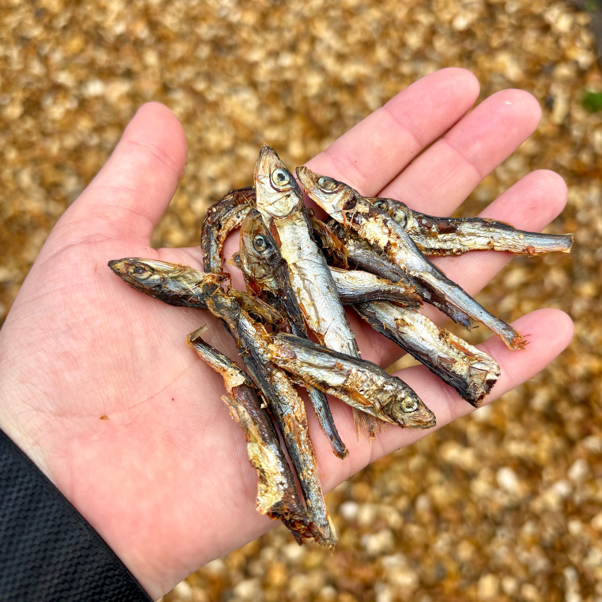 Hand holding a small pile of dried fish against a natural background