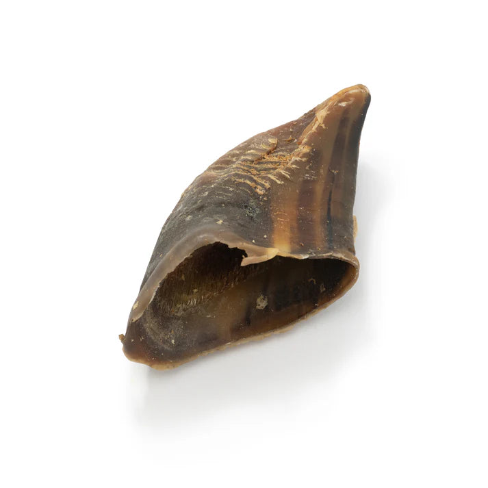 Brown cow hoof on a white background