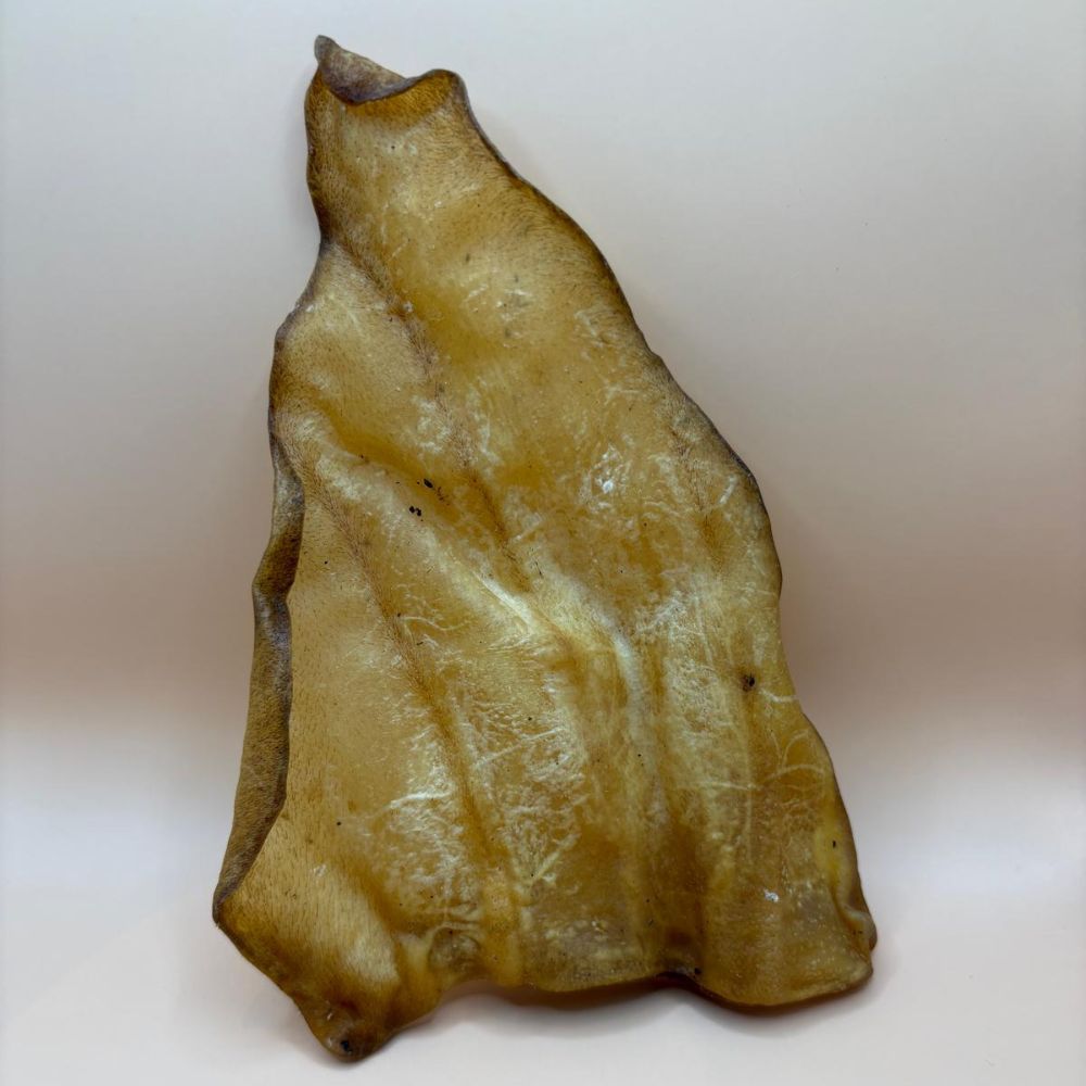Cow ear on blank background