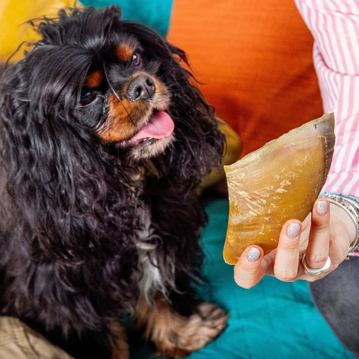 Dog looking at a person holding a large dog chew treat.
