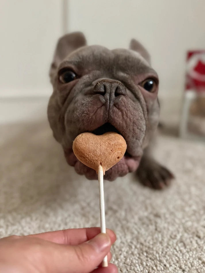 A close-up of a gray French Bulldog eating a heart-shaped dog treat on a stick held by a human hand, set against a soft beige carpeted floor.