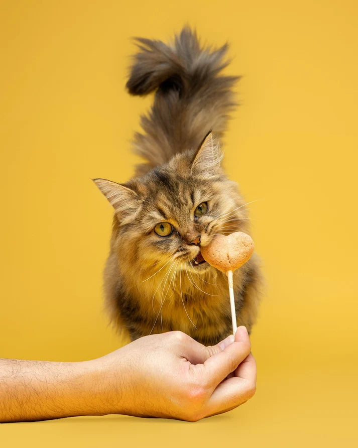 A fluffy brown tabby cat with green eyes is shown licking a small round treat on a stick held by a human hand against a solid yellow background.